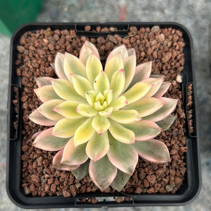 Variegated Echeveria mebina