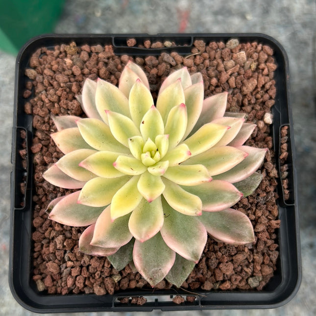 Variegated Echeveria mebina