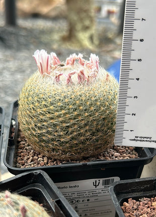 langsame Mammillaria