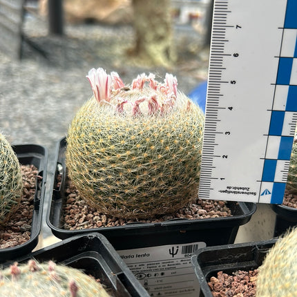 Mammillaria lenta
