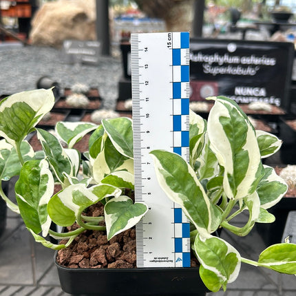 Scindapsus N'joy