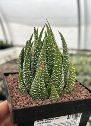 Tulista minimum var. poellnitziana