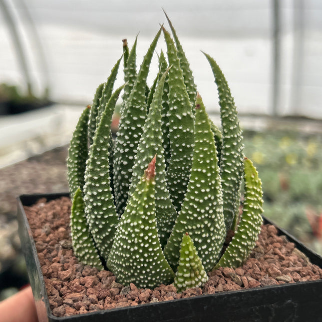 Tulista minimum var. poellnitziana