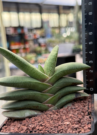 Gasteria rawlinsonii