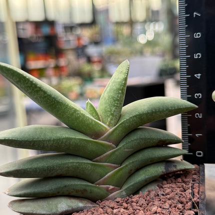 Gasteria rawlinsonii