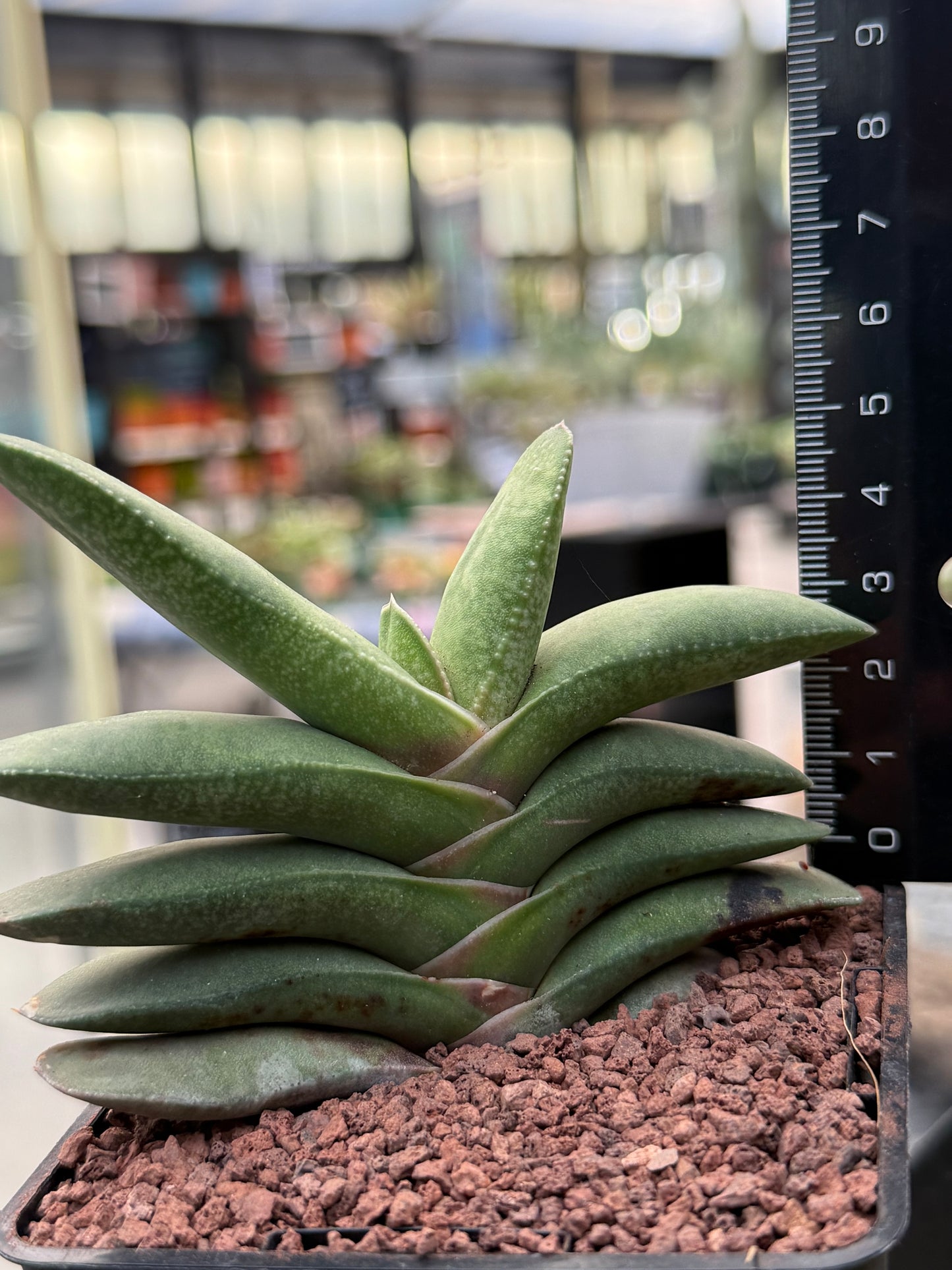 Gasteria rawlinsonii