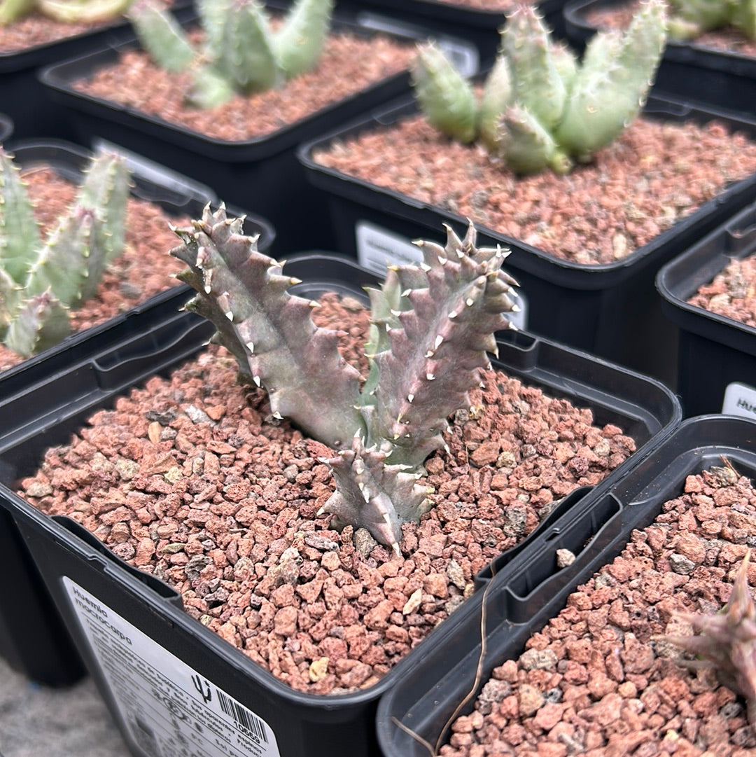 Stapelia Macrocarpa