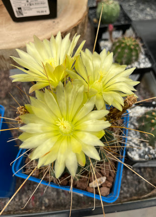 Hamatocactus hamatacanthus