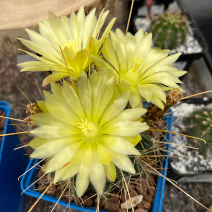Hamatocactus hamatacanthus