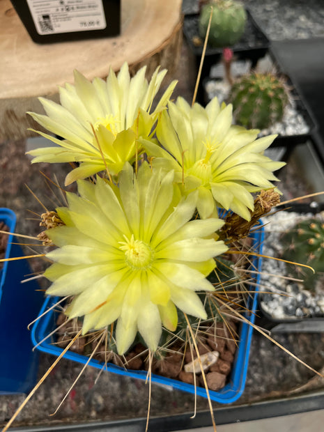 Hamatocactus hamatacanthus
