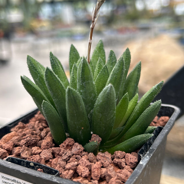 Haworthia 'Green Sword'