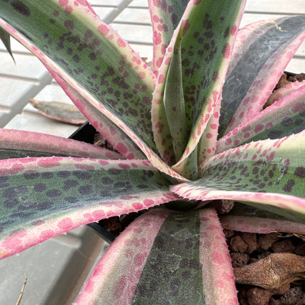 x Mangave 'Snow Leopard’