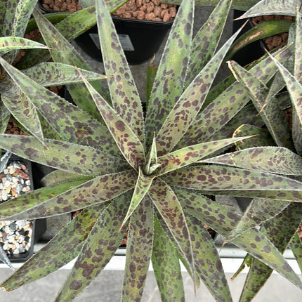 x Mangave ‘Pineapple Express’