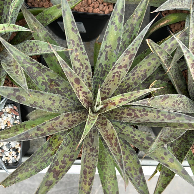 x Mangave ‘Pineapple Express’