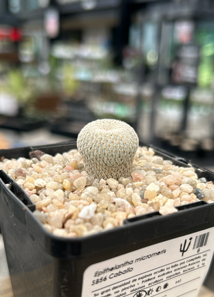Epithelantha micromeris SB56