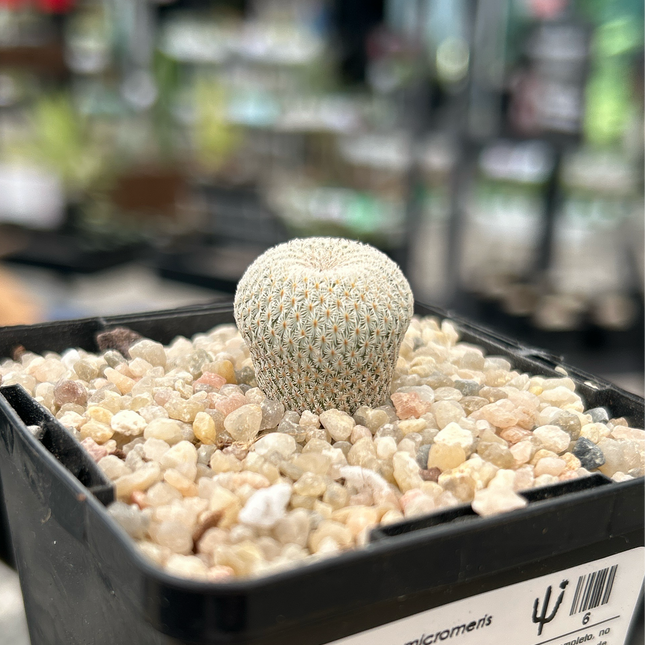 Epithelantha micromeris SB56