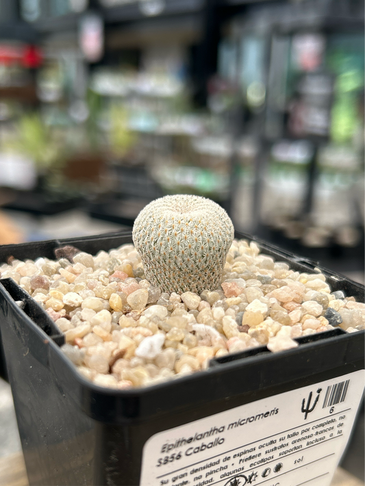 Epithelantha micromeris SB56