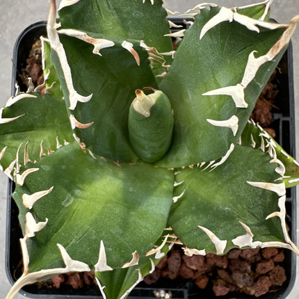 Agave titanota