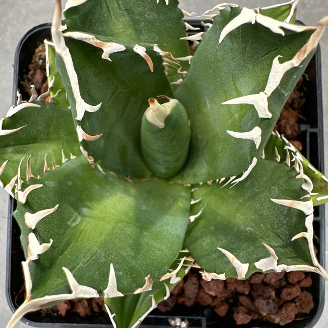 Agave titanota