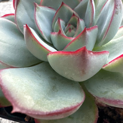 Echeveria ‘Rosa polverosa’