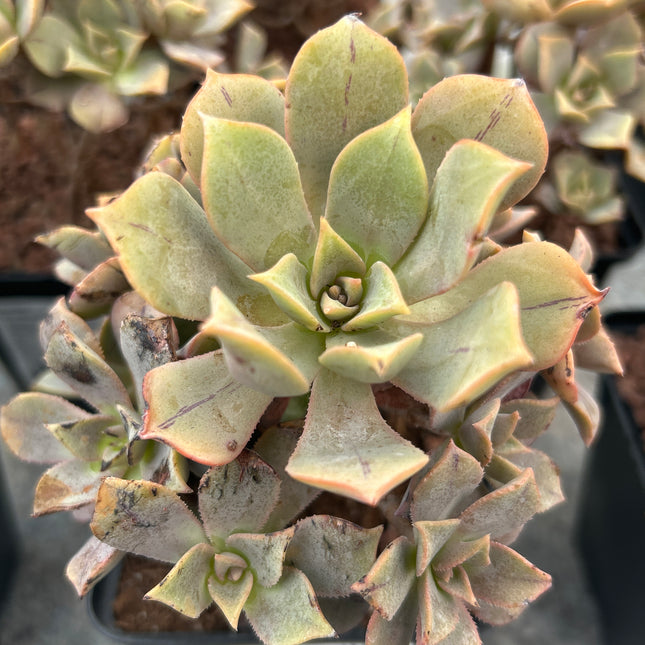 Aeonium ‘Leucoblepharum’