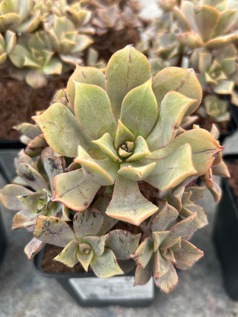 Aeonium 'Leucoblepharum'