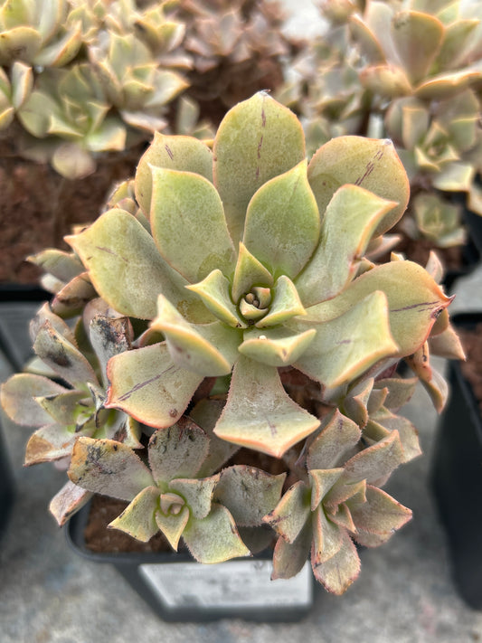 Aeonium ‘Leucoblepharum’