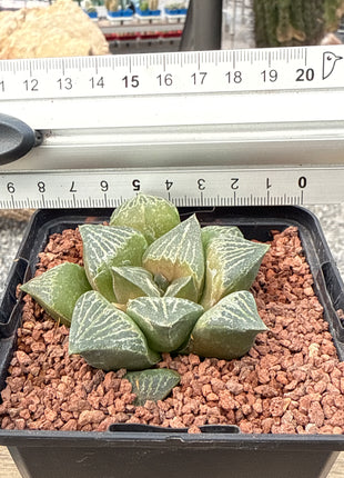 Haworthia retusa var. dekegani