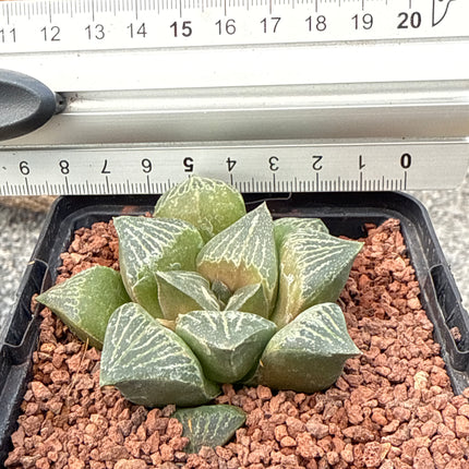 Haworthia retusa var. dekegani