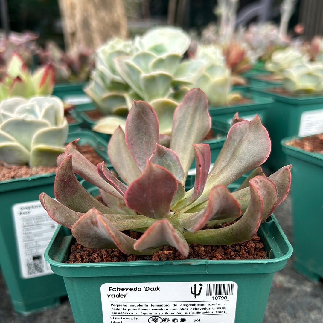 Echeveria 'Dark vader'