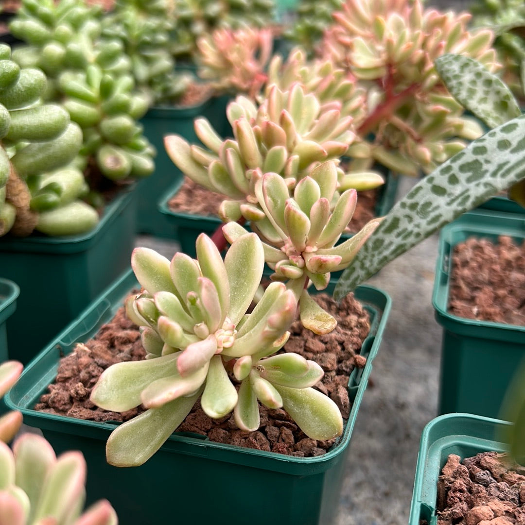 Sedum ‘Joyce Tulloch’