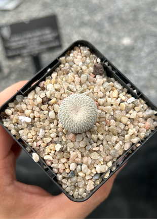 Epithelantha micromeris SB56