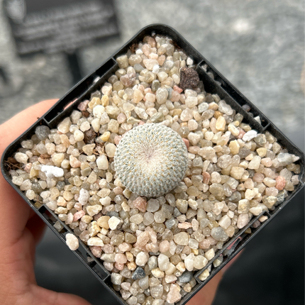 Epithelantha micromeris SB56