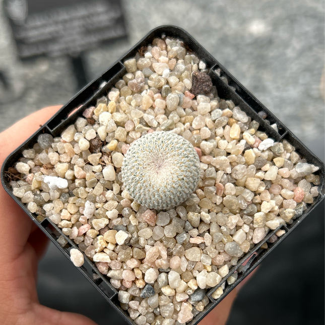 Epithelantha micromeris SB56