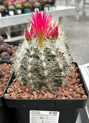 Neoporteria gerocephala