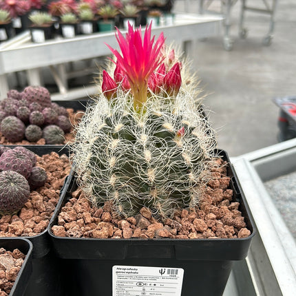 Neoporteria gerocephala