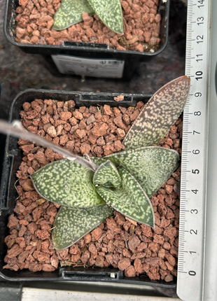 Gasteria vlokii