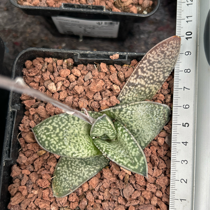 Gasteria vlokii