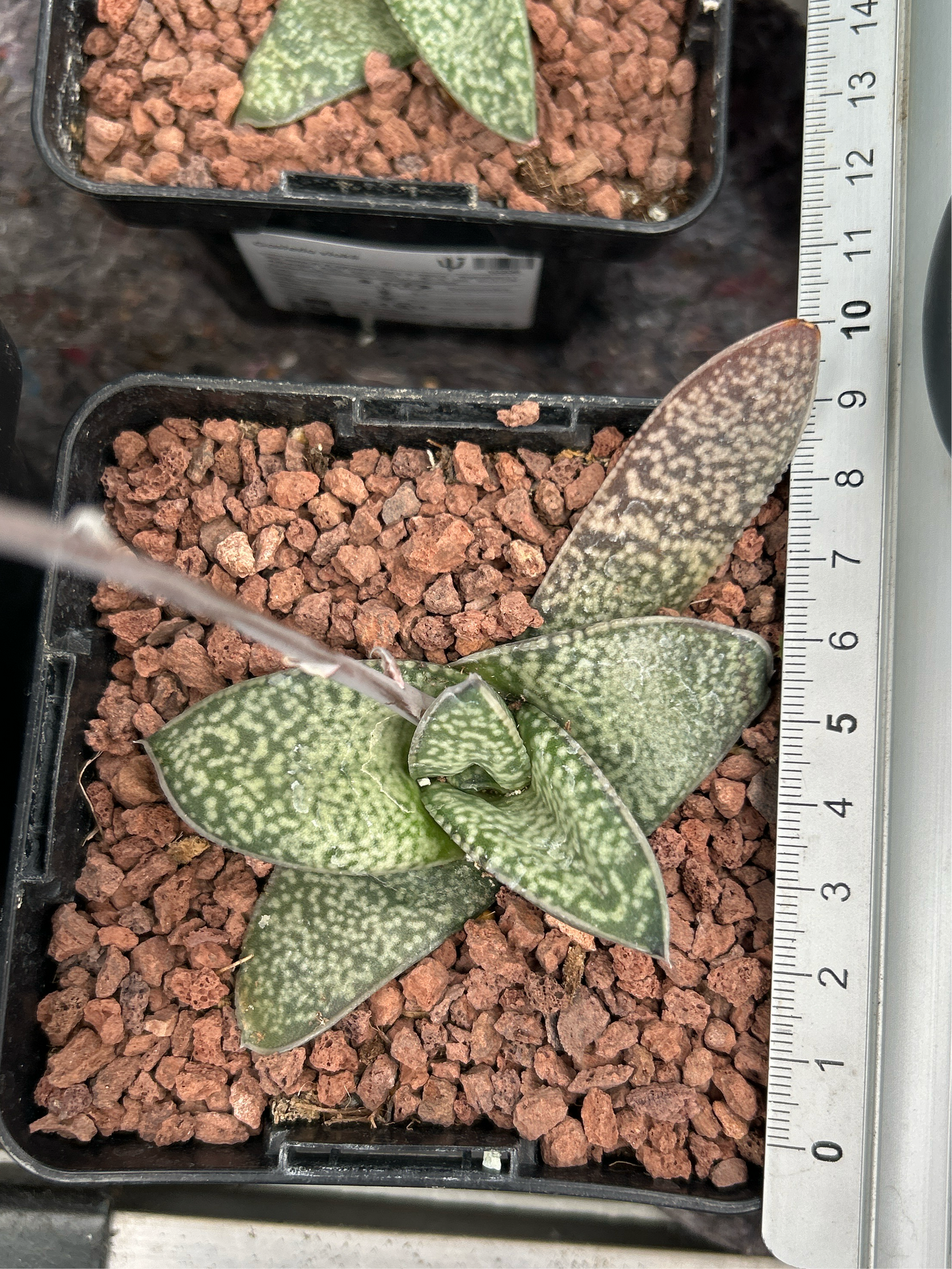 Gasteria vlokii