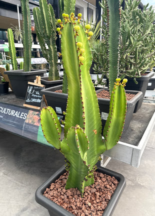 Euphorbia ingens