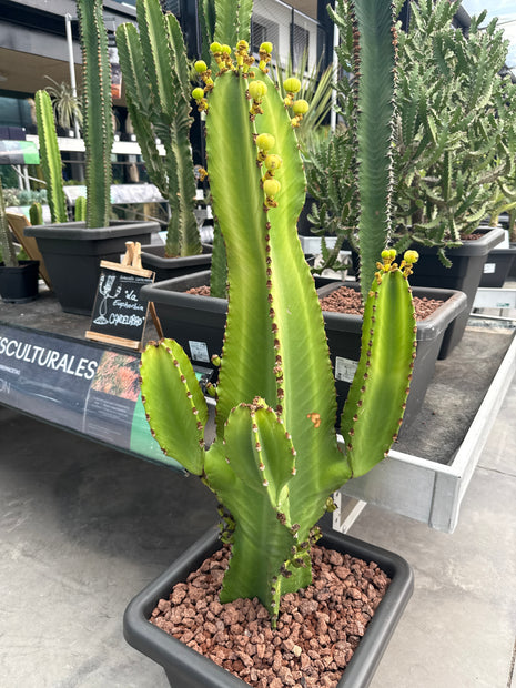 Euphorbia ingens