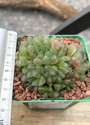 Haworthia gordoniana