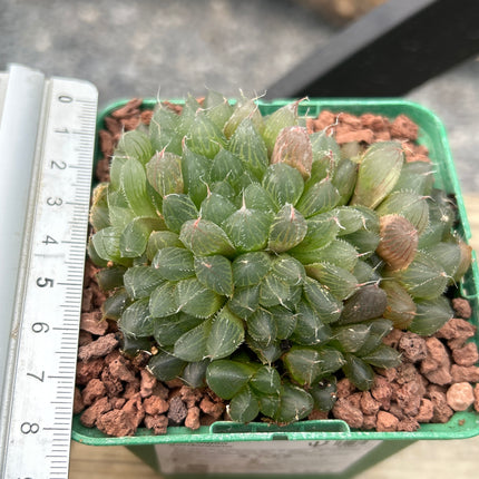Haworthia gordoniana