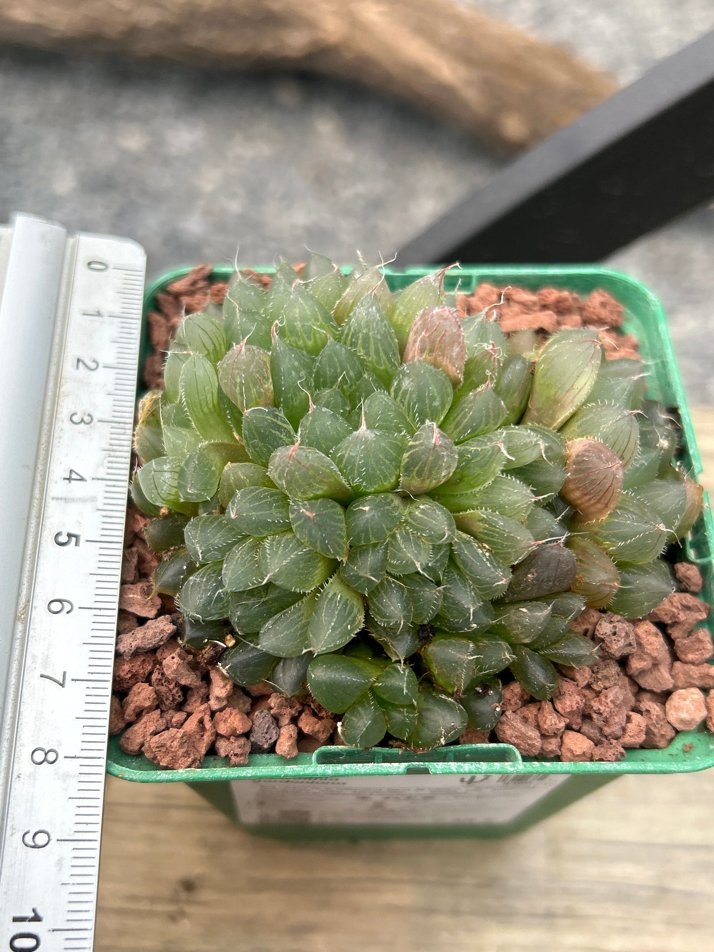 Haworthia gordoniana