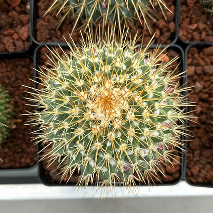 Mammillaria pringlei