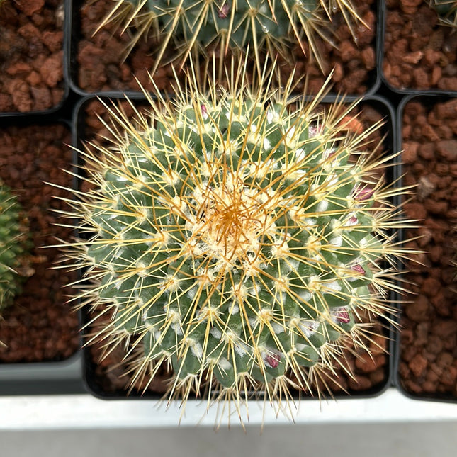 Mammillaria pringlei