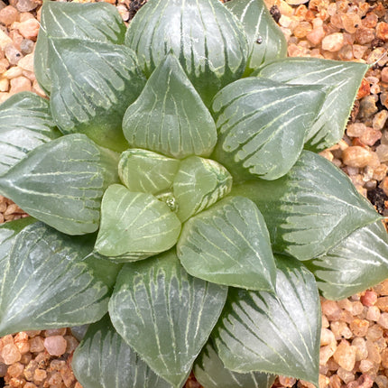 Haworthia 'Maldives'