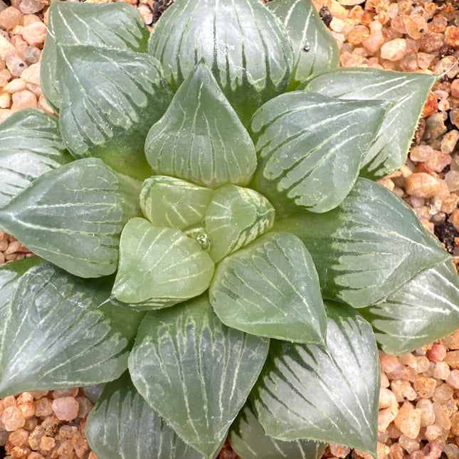 Haworthia ‘Maldives’