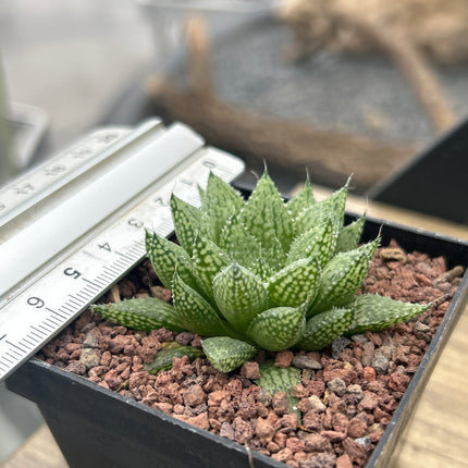 Haworthia 'Michael Cocozza'