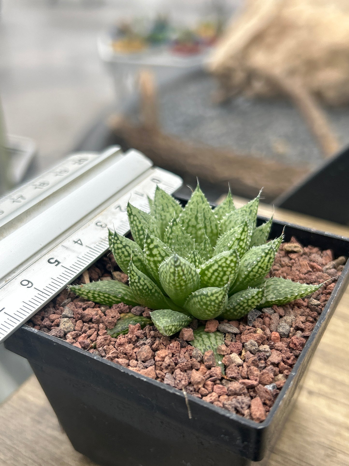 Haworthia 'Michael Cocozza'